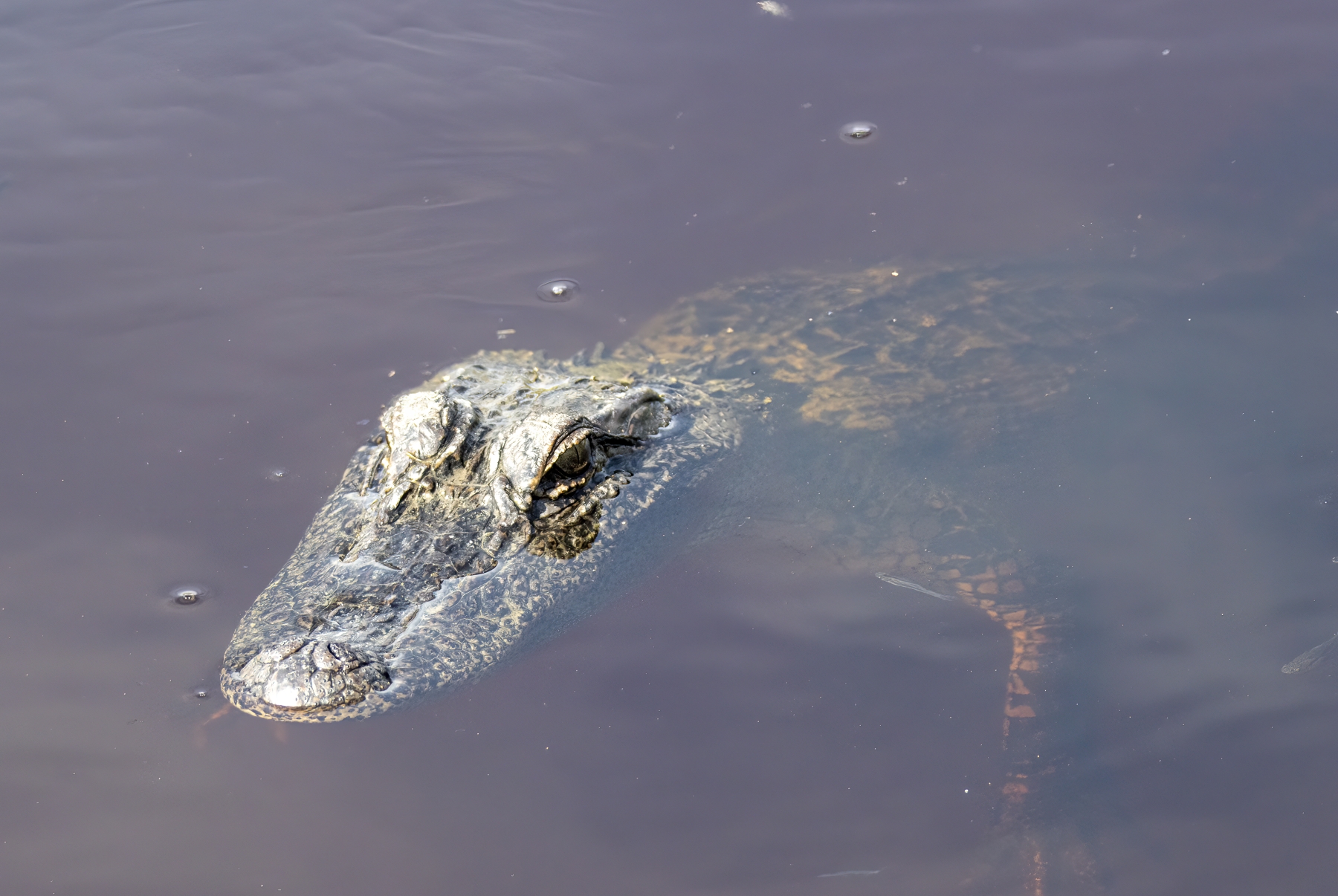 /gallery/north_america/USA/Texas/aransas np/Alligator Aransas NP 2022-001_med.jpg